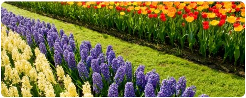 The McKinley Group Landscape Services